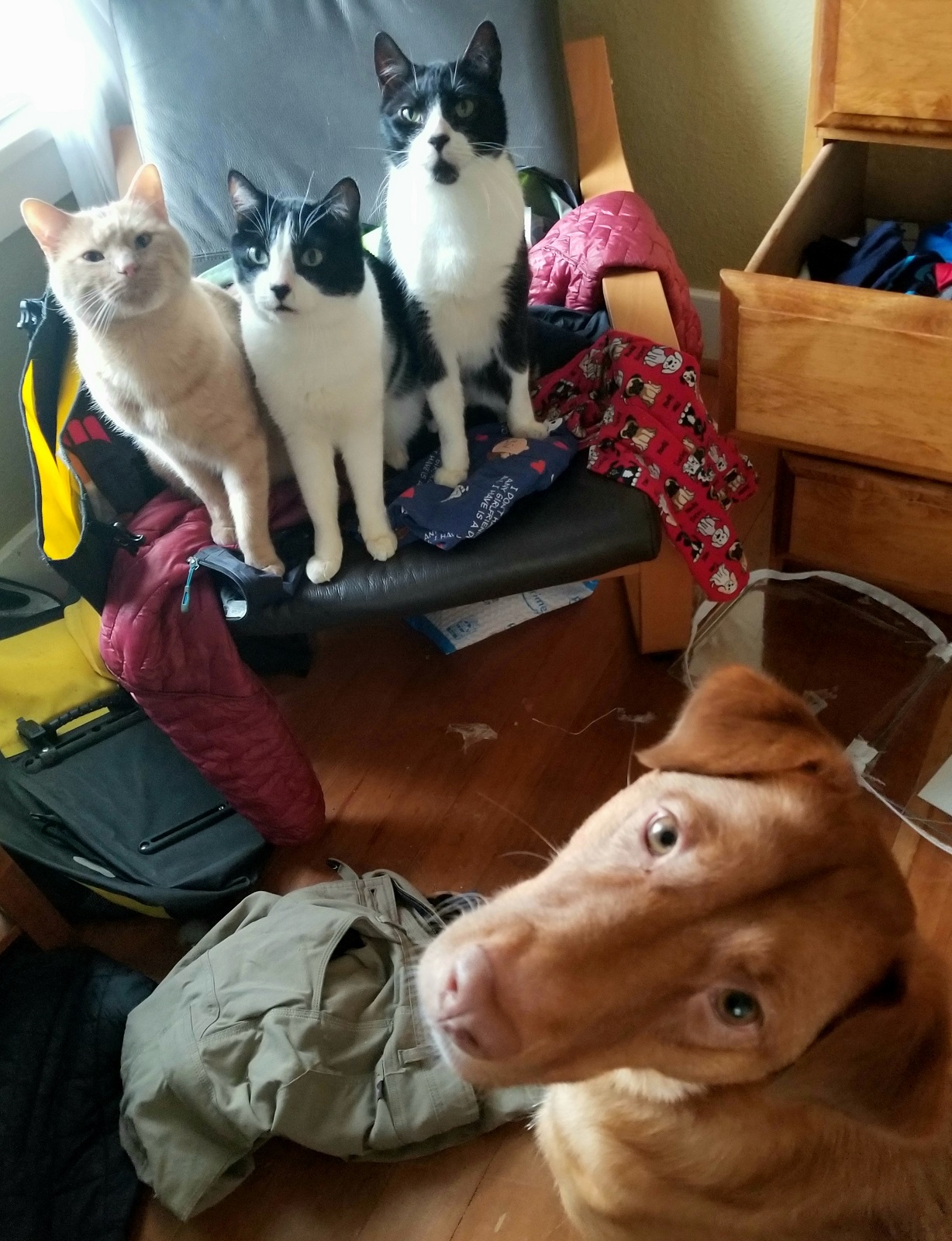 Ellie with the kitties